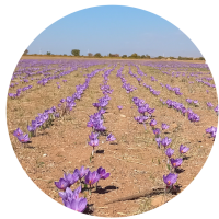 Saffron farm